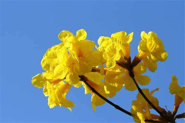 風鈴木圖片 風鈴木圖片