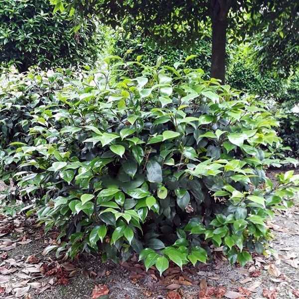 山茶花圖片 山茶花圖片