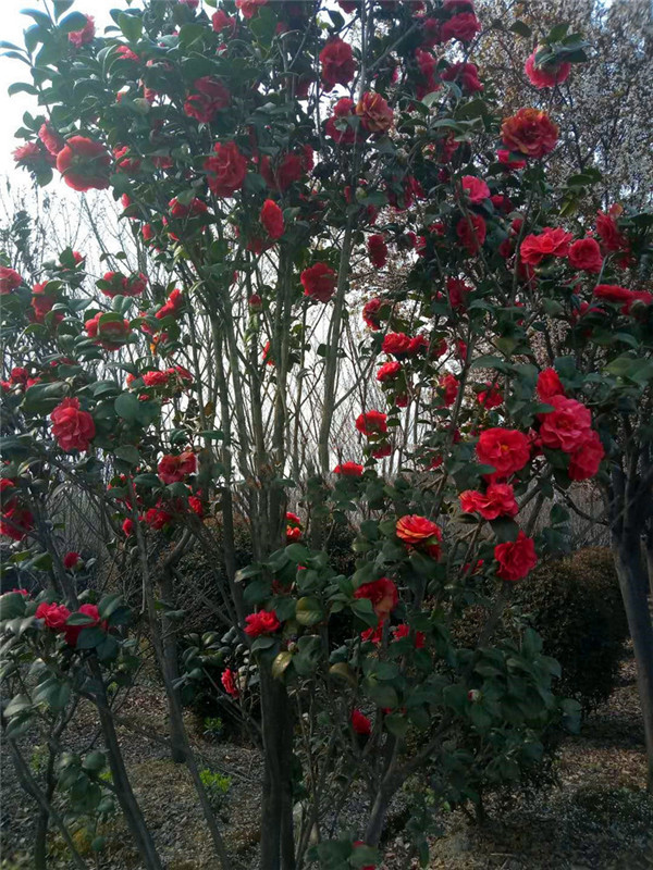 山茶花圖片 山茶花圖片