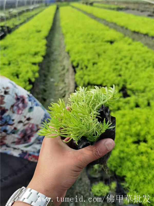 佛甲草圖片 佛甲草圖片