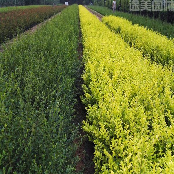 小葉女貞 小葉女貞