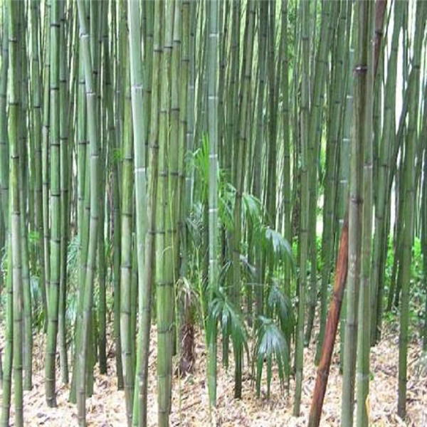 如何養好棕竹? 1.澆水 棕竹的耐澇性挺不錯的,只要不是直接種植在水中,一些少量積水并不會影響棕竹生長,反而棕竹喜歡濕潤一些,平時就要保持棕竹周圍的空氣濕潤一些,棕竹的竹竿在水分充足的地方,能夠更翠綠一些。 2.施肥 在培育棕竹幼苗的時候,可以施加氮肥來增加棕竹點生長速度,一般每一個月左右施加一次,在施肥點時候建議和澆水一起澆灌施加,棕竹一般在培育的時候,都是叢生姿態,好幾棵的竹根生長在一起,普通施肥方法可能會造成生長不均勻。 3.溫度 棕竹對溫度的適應能力很強,不怕寒冷不怕炎熱,棕竹因為其竹類竹竿的特性,在三十幾度或者零下十幾度的溫度下,被凍傷的幾率非常小,移栽的棕竹存活率也很高的,現在很多地區也都挺喜歡永棕竹綠化種植觀賞。